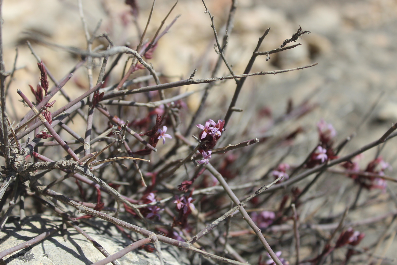 Plant Image